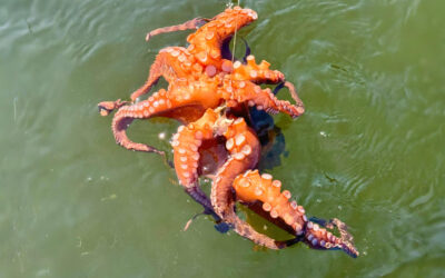 Catch to Compliance Understanding the Legal Framework Impacting Your Seafood Business
