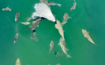 Sustainable Seafood, Sustainable Business Legal Issues for Female Entrepreneurs