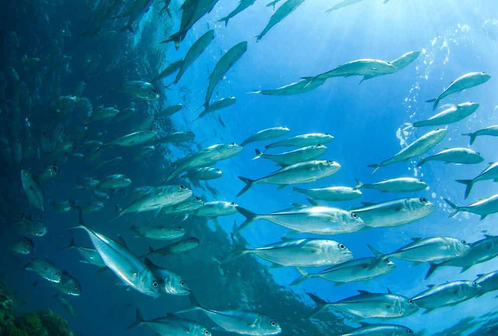 The Importance of Skipper Sub-Contractor Agreements in Sharefishing  Legal and Tax Essentials in Australia