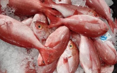 Logistics of Exporting Catch to China – The Legal Implications