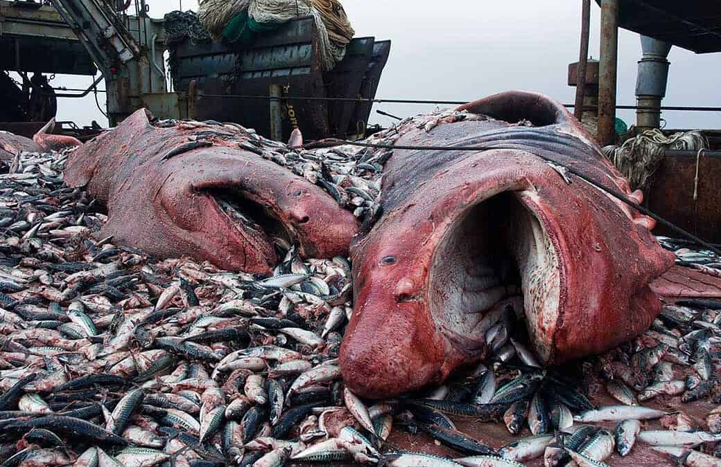 Mistreated Bycatch, No-Take Salmon, Missing Logbook Lines: a Lakes Entrance cautionary tale!