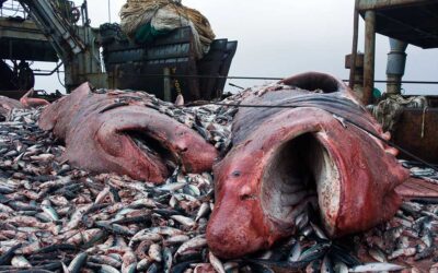 Mistreated Bycatch, No-Take Salmon, Missing Logbook Lines: a Lakes Entrance cautionary tale!