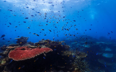 Rights to the Sea: Legal Battles Over Access and Food Security
