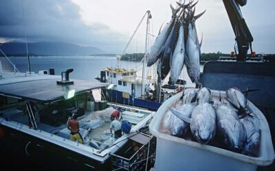 Smart Seas, Smarter Laws: Regulating AI and Innovation in Fisheries Management