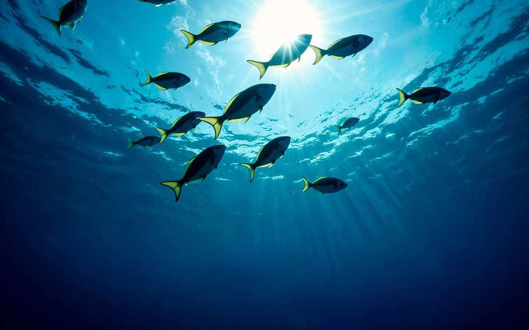 Traceability: Why you should pay attention