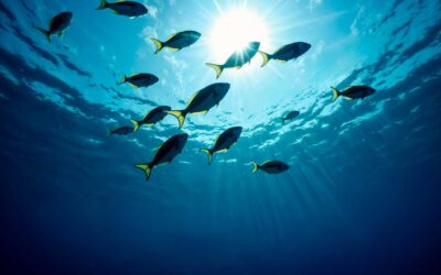 Traceability: Why you should pay attention