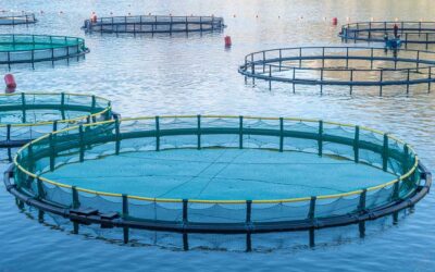 Offshore Aquaculture Licensing: Legal Pathways Beyond the Coastal Zone