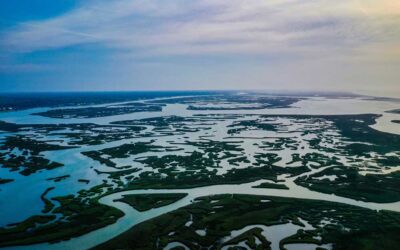 Understanding Blue Carbon and Its Relevance to Aquaculture