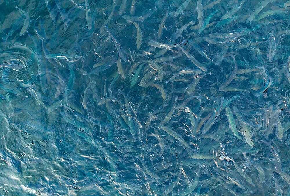 Indigenous Joint Ventures in Aquaculture: Legal Structures, Benefits and Pitfalls