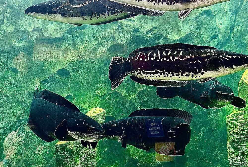 Digital Fisheries Monitoring: Regulatory Impacts of AI, Drones & Remote Sensing