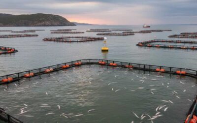 Legal Implications of Climate-Driven Mass Mortalities in Salmon Aquaculture