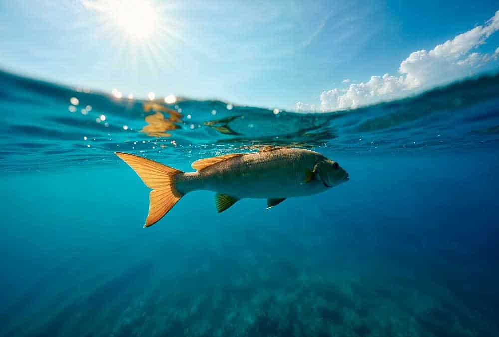 Navigating the National Sustainable Ocean Plan: What Fisheries and Aquaculture Operators Need to Know