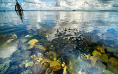 Strengthening Climate Resilience in Seafood Businesses: Legal Tools & Policy Options