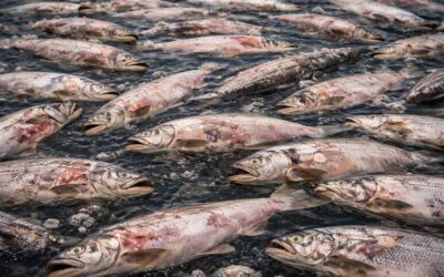 Legal Implications of Climate-Driven Mass Mortalities in Salmon Aquaculture